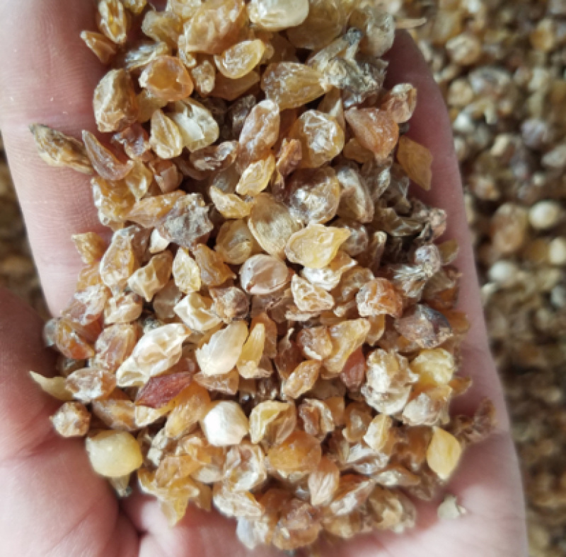 薤白两斤包邮薤白野薤野葱薤白头野白头菜芝野蒜