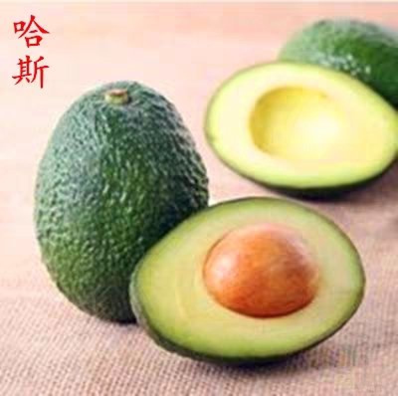 墨西哥牛油果树苗南方北方种植嫁接鳄梨苗当年结果庭院盆栽