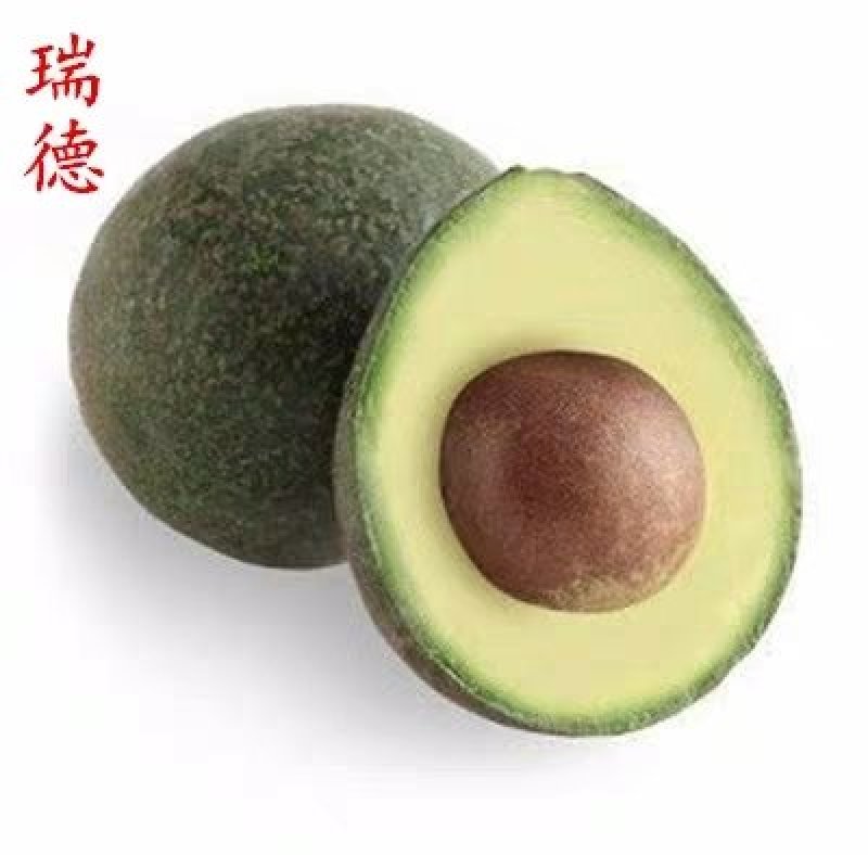 墨西哥牛油果树苗南方北方种植嫁接鳄梨苗当年结果庭院盆栽