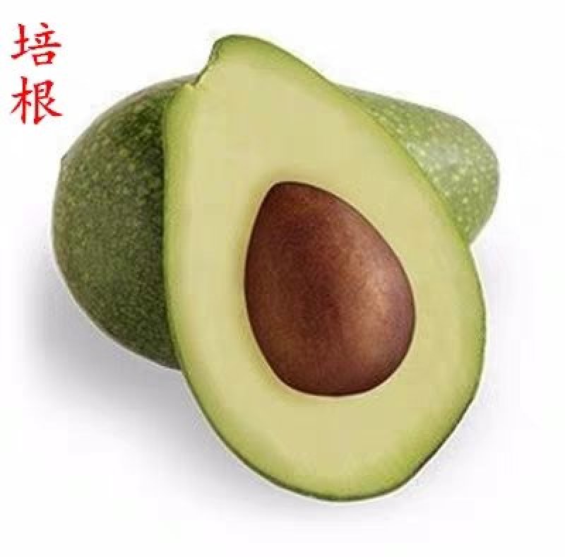 墨西哥牛油果树苗南方北方种植嫁接鳄梨苗当年结果庭院盆栽