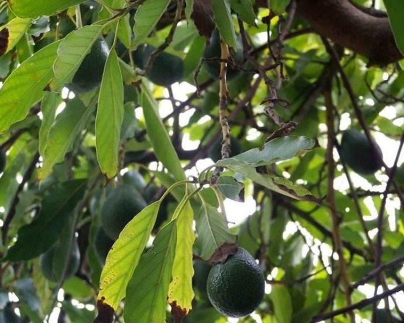 墨西哥牛油果树苗南方北方种植嫁接鳄梨苗当年结果庭院盆栽