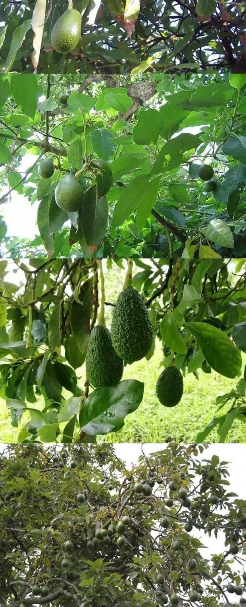 墨西哥牛油果树苗南方北方种植嫁接鳄梨苗当年结果庭院盆栽