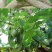 墨西哥牛油果树苗南方北方种植嫁接鳄梨苗当年结果庭院盆栽