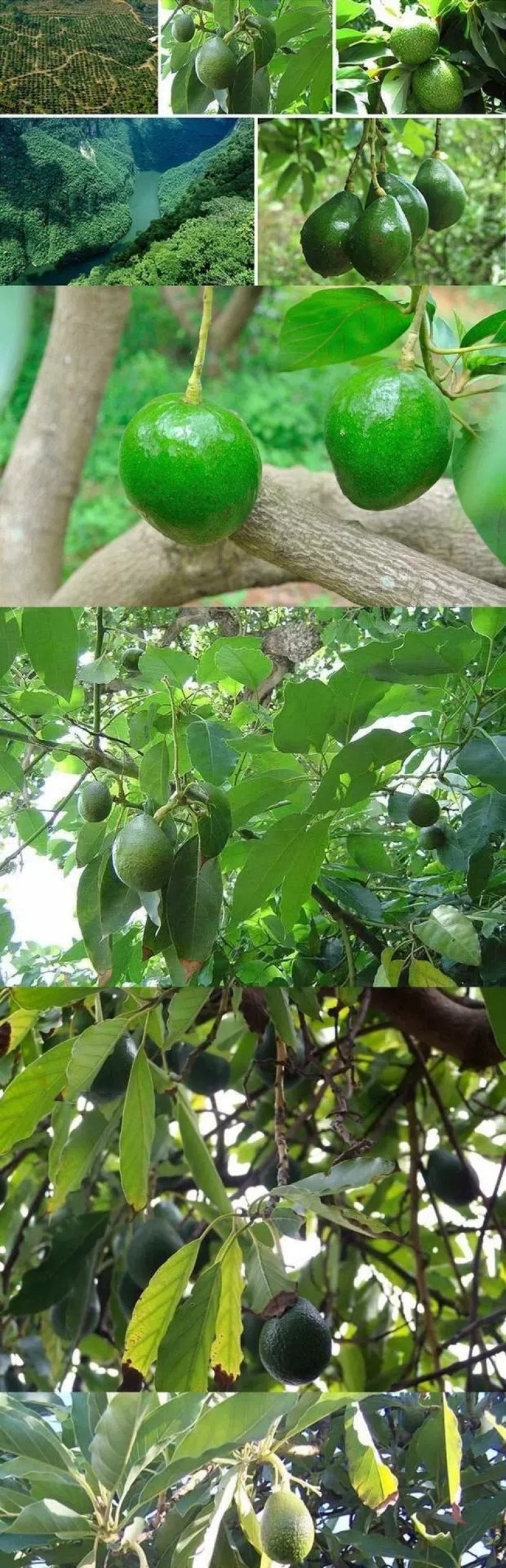 墨西哥牛油果树苗南方北方种植嫁接鳄梨苗当年结果庭院盆栽
