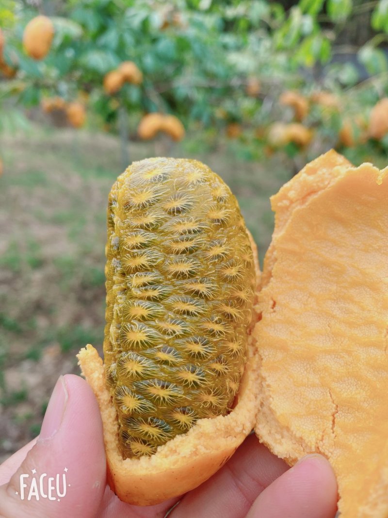 九月黄苗大苗小苗大量提供产地直发