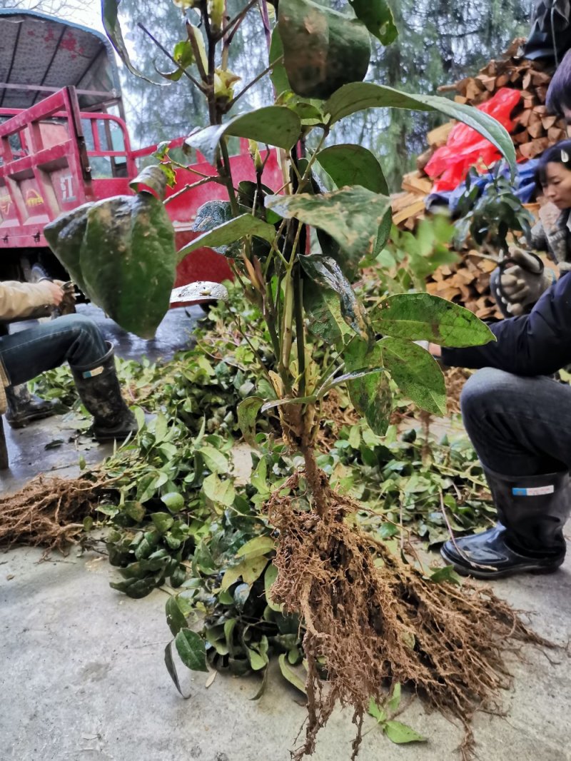 九月黄苗大苗小苗大量提供产地直发