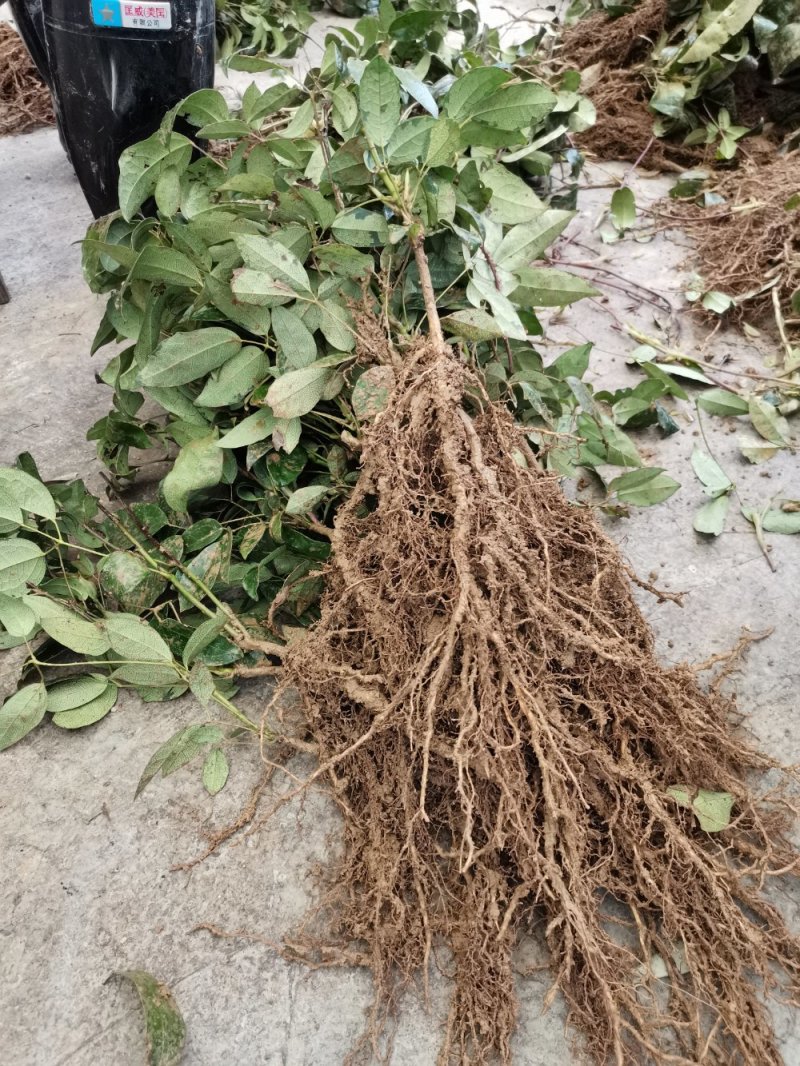 九月黄苗大苗小苗大量提供产地直发