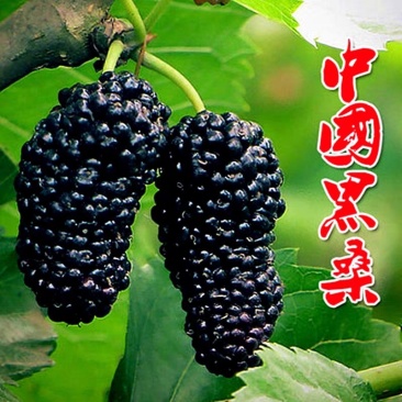 台湾长果桑苗四季果桑苗嫁接大十无籽桑葚苗南北种植