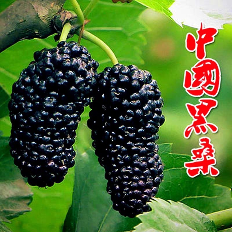 台湾长果桑苗四季果桑苗嫁接大十无籽桑葚苗南北种植