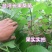 台湾长果桑苗四季果桑苗嫁接大十无籽桑葚苗南北种植