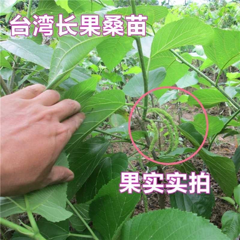 台湾长果桑苗四季果桑苗嫁接大十无籽桑葚苗南北种植