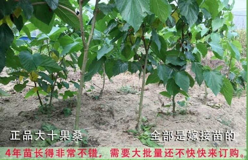台湾长果桑苗四季果桑苗嫁接大十无籽桑葚苗南北种植