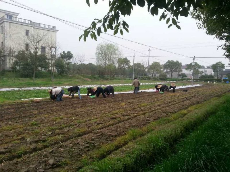 台湾长果桑苗四季果桑苗嫁接大十无籽桑葚苗南北种植