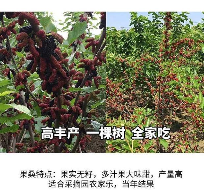 台湾长果桑苗四季果桑苗嫁接大十无籽桑葚苗南北种植