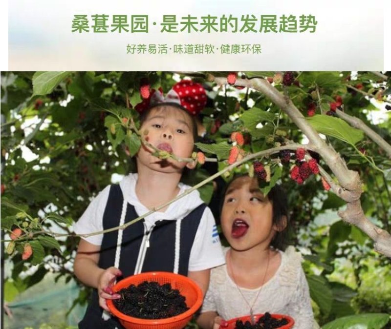 台湾长果桑苗四季果桑苗嫁接大十无籽桑葚苗南北种植