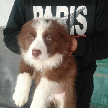 出售自家养的边牧犬
