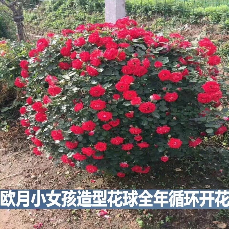 藤本月季爬藤花苗玫瑰月季花苗四季开花苗盆栽