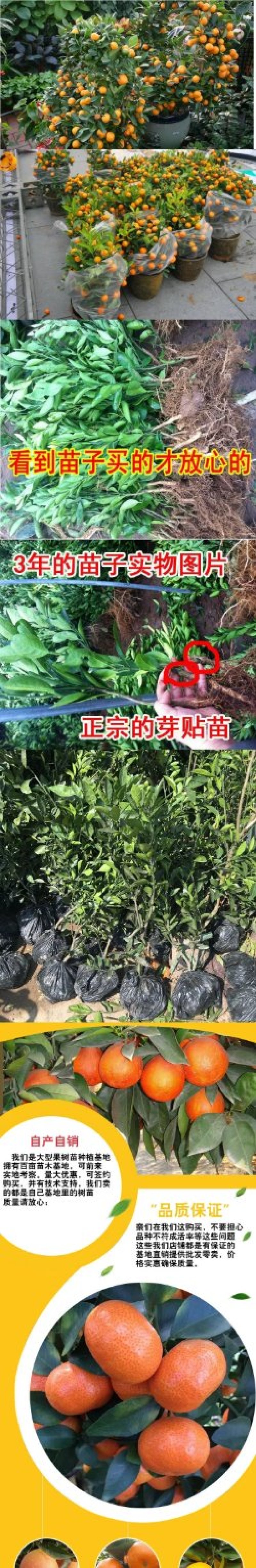 果树苗桔树苗橘子树苗盆栽无核砂糖桔金桔柑橘南北方种植当年