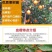 果树苗桔树苗橘子树苗盆栽无核砂糖桔金桔柑橘南北方种植当年
