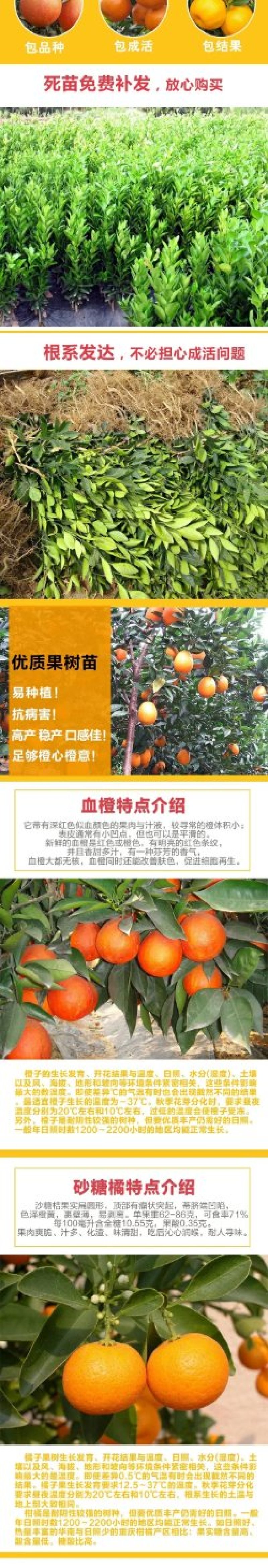 果树苗桔树苗橘子树苗盆栽无核砂糖桔金桔柑橘南北方种植当年
