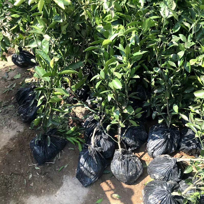 果树苗桔树苗橘子树苗盆栽无核砂糖桔金桔柑橘南北方种植当年
