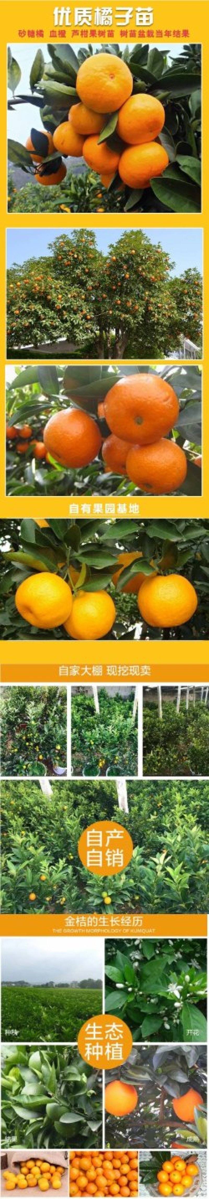 果树苗桔树苗橘子树苗盆栽无核砂糖桔金桔柑橘南北方种植当年