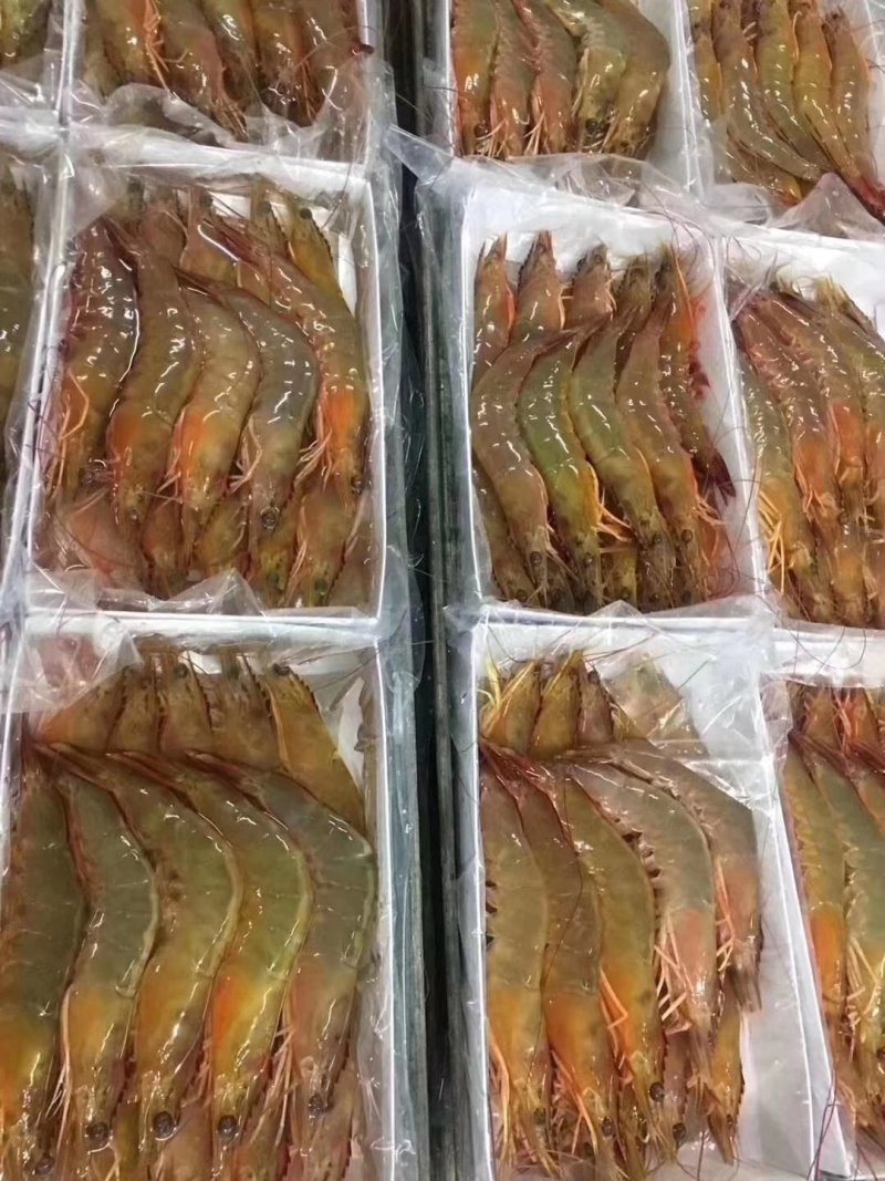 天然明虾酒店饭馆空运供应商