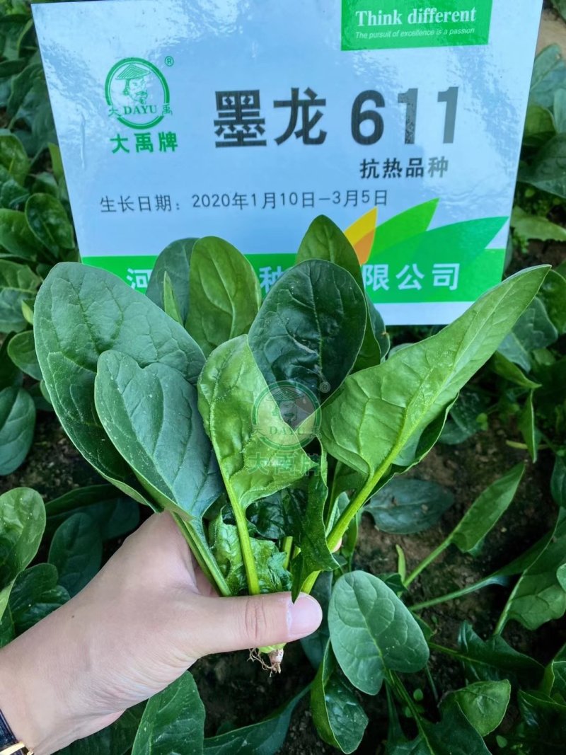 进口墨龙耐热黑圆叶菠菜种籽原装发货支持线上交易