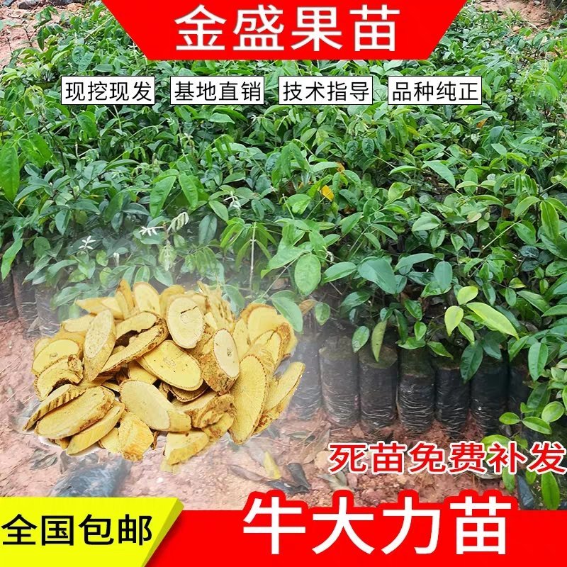 热售量牛大力苗批发中小叶牛大力种子批发种子苗牛