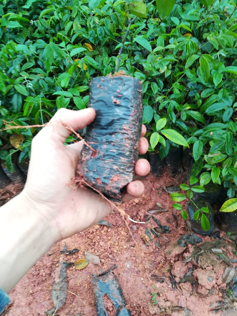 热售量牛大力苗批发中小叶牛大力种子批发种子苗牛