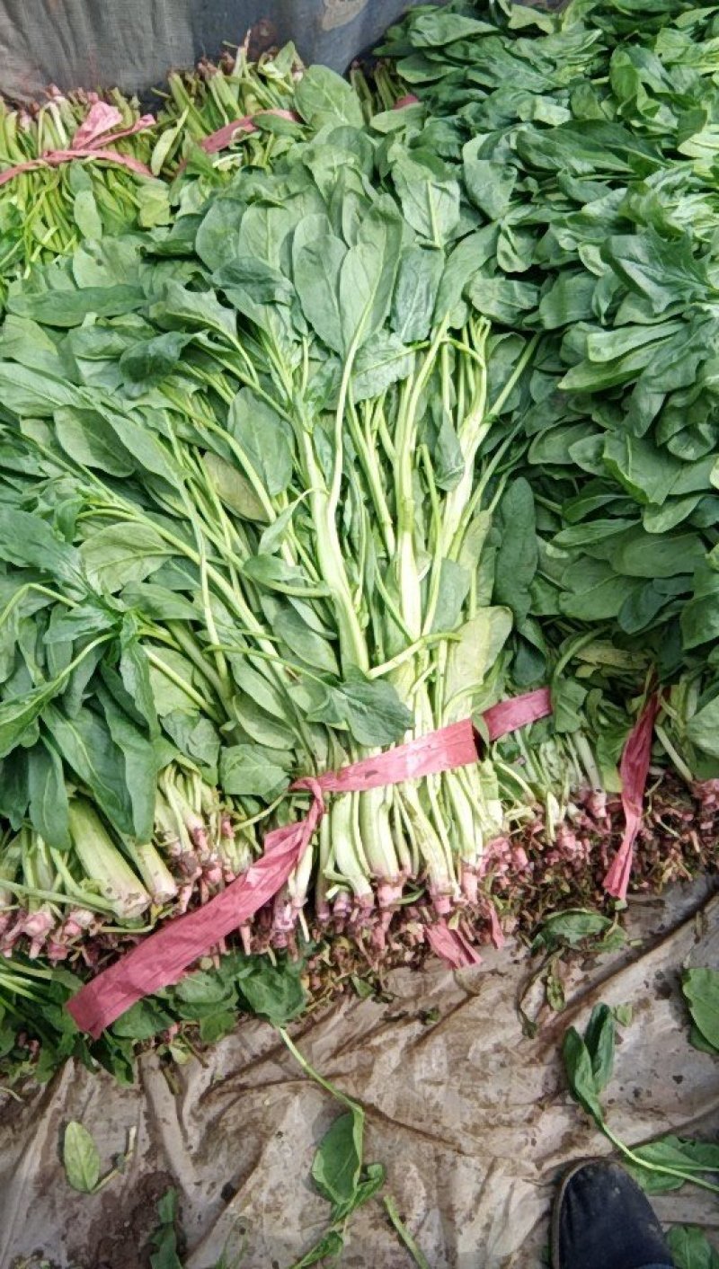 高杆菠菜质量好货源充足，欢迎各位老板光临