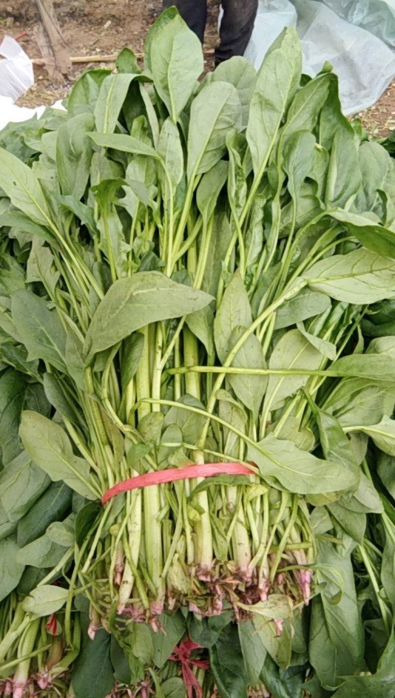 高杆菠菜质量好货源充足，欢迎各位老板光临