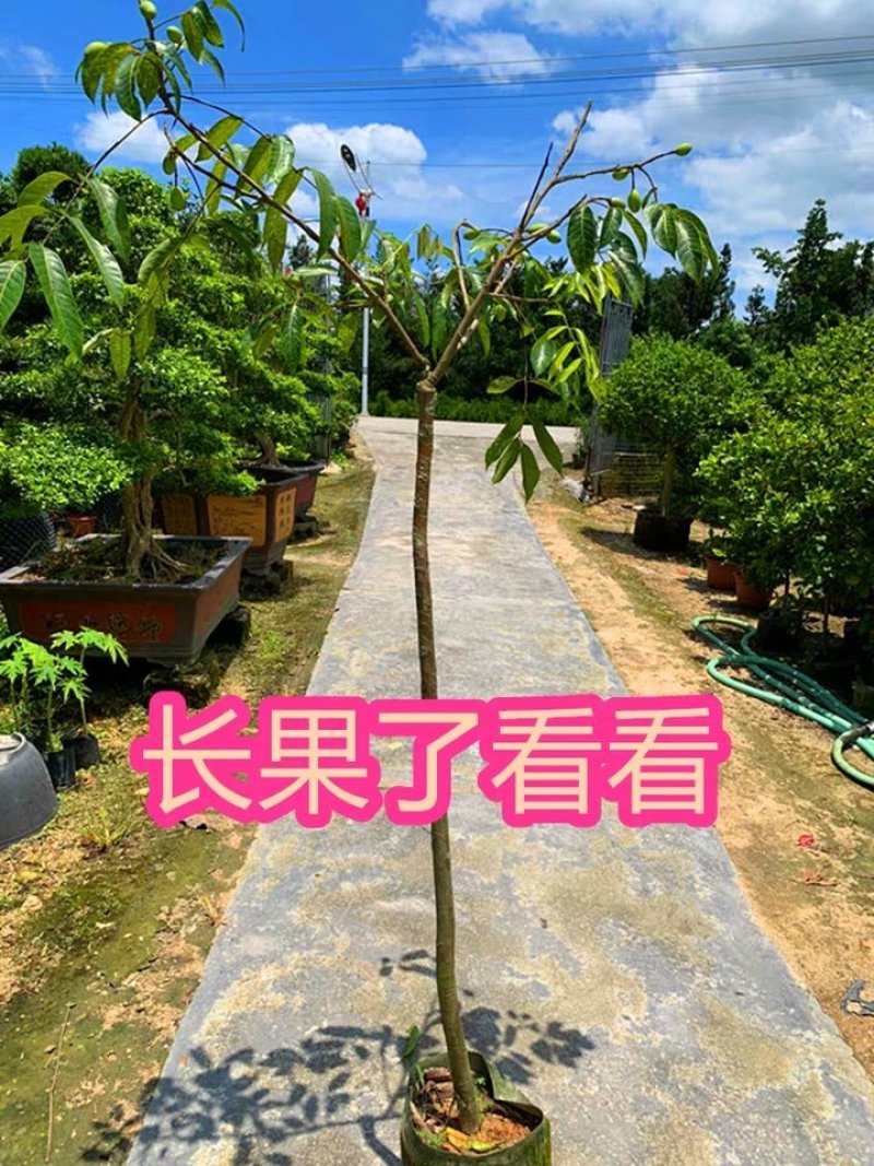 水果树苗橄榄树苗甜橄榄多果青橄榄正宗新三捻青橄榄苗带原土