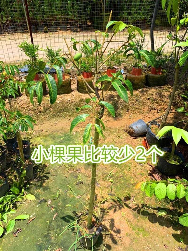 水果树苗橄榄树苗甜橄榄多果青橄榄正宗新三捻青橄榄苗带原土