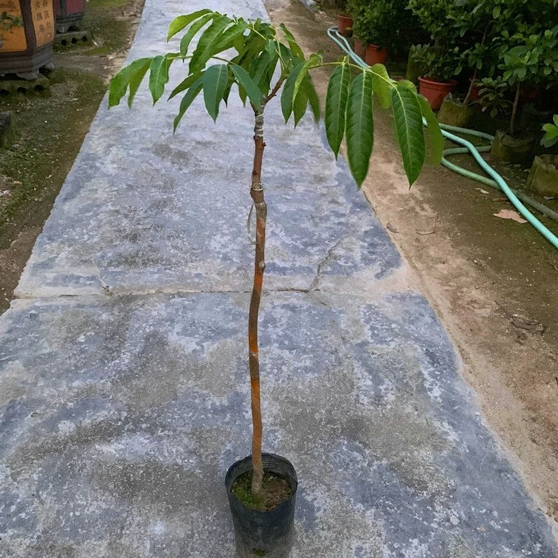 水果树苗橄榄树苗甜橄榄多果青橄榄正宗新三捻青橄榄苗带原土