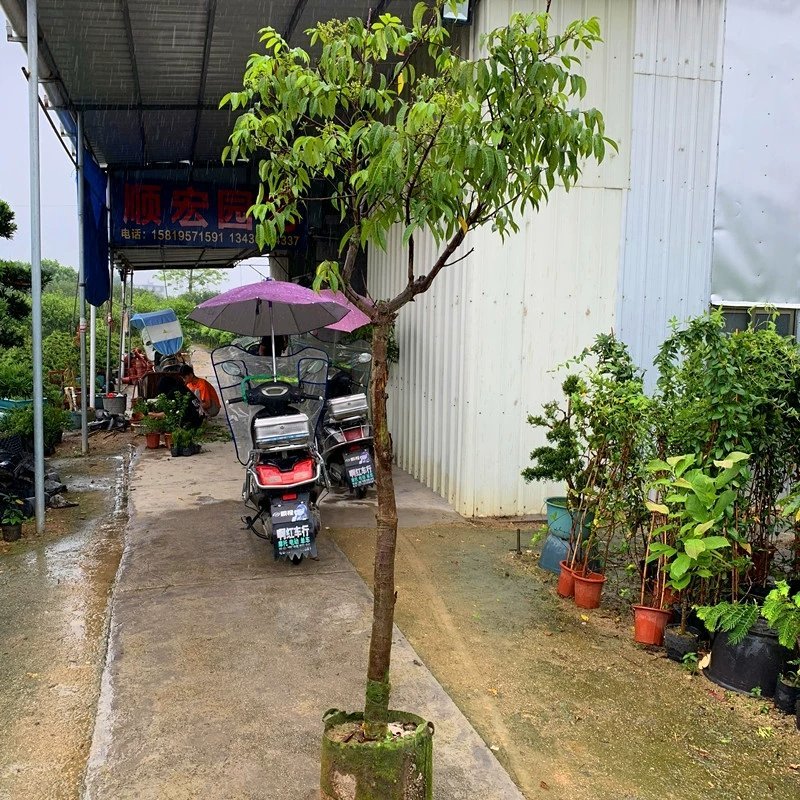 水果树苗橄榄树苗甜橄榄多果青橄榄正宗新三捻青橄榄苗带原土