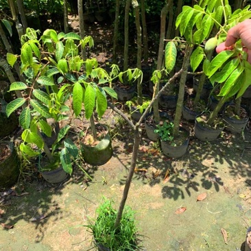 水果树苗橄榄树苗甜橄榄多果青橄榄正宗新三捻青橄榄苗带原土