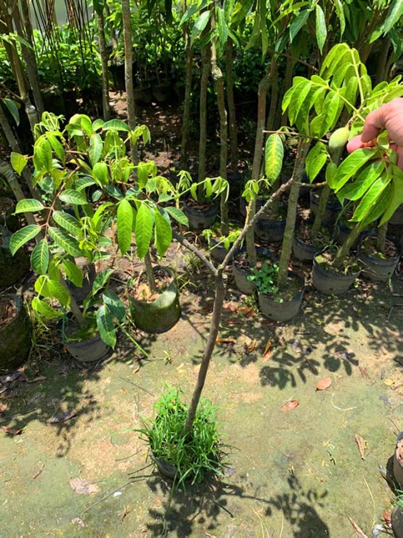 水果树苗橄榄树苗甜橄榄多果青橄榄正宗新三捻青橄榄苗带原土