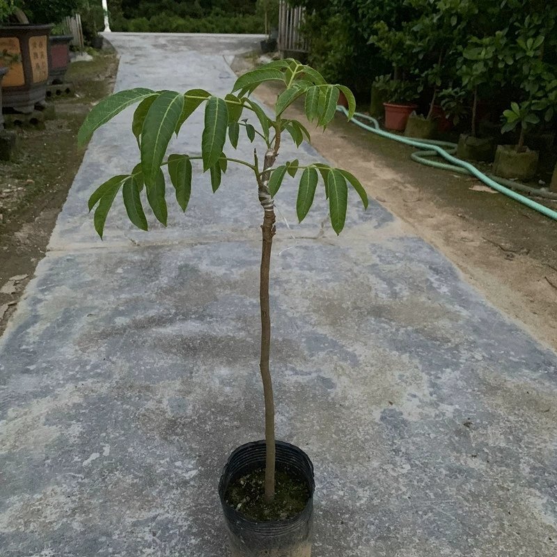 水果树苗橄榄树苗甜橄榄多果青橄榄正宗新三捻青橄榄苗带原土