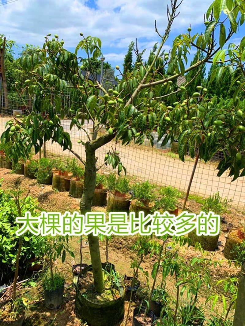 水果树苗橄榄树苗甜橄榄多果青橄榄正宗新三捻青橄榄苗带原土