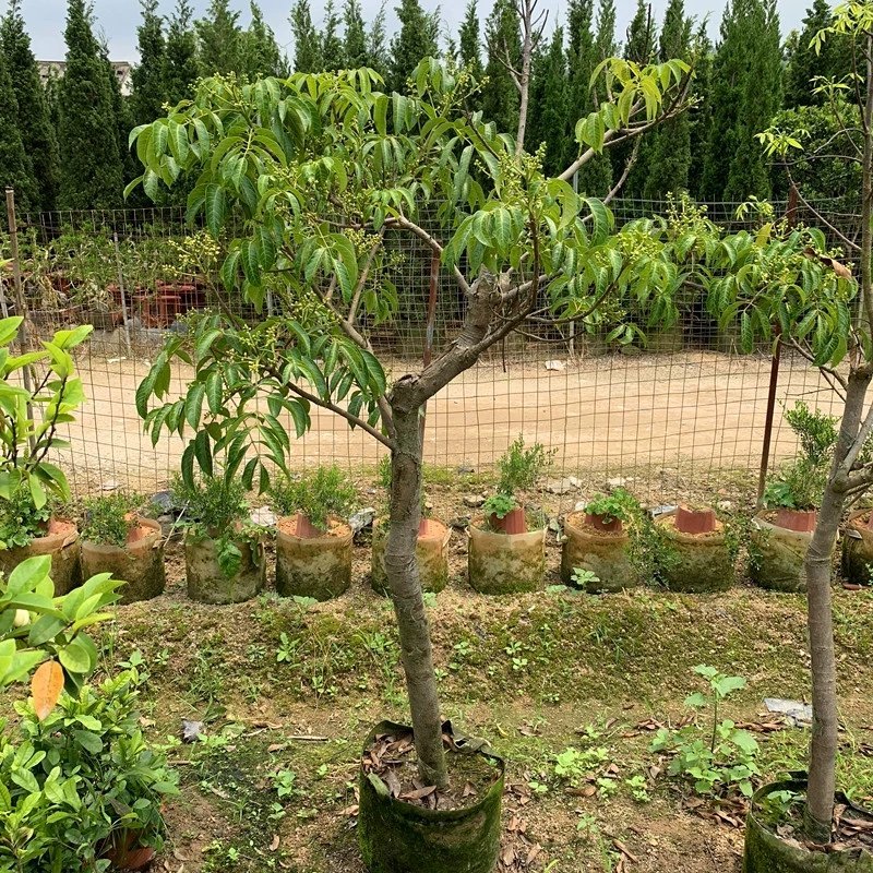 水果树苗橄榄树苗甜橄榄多果青橄榄正宗新三捻青橄榄苗带原土