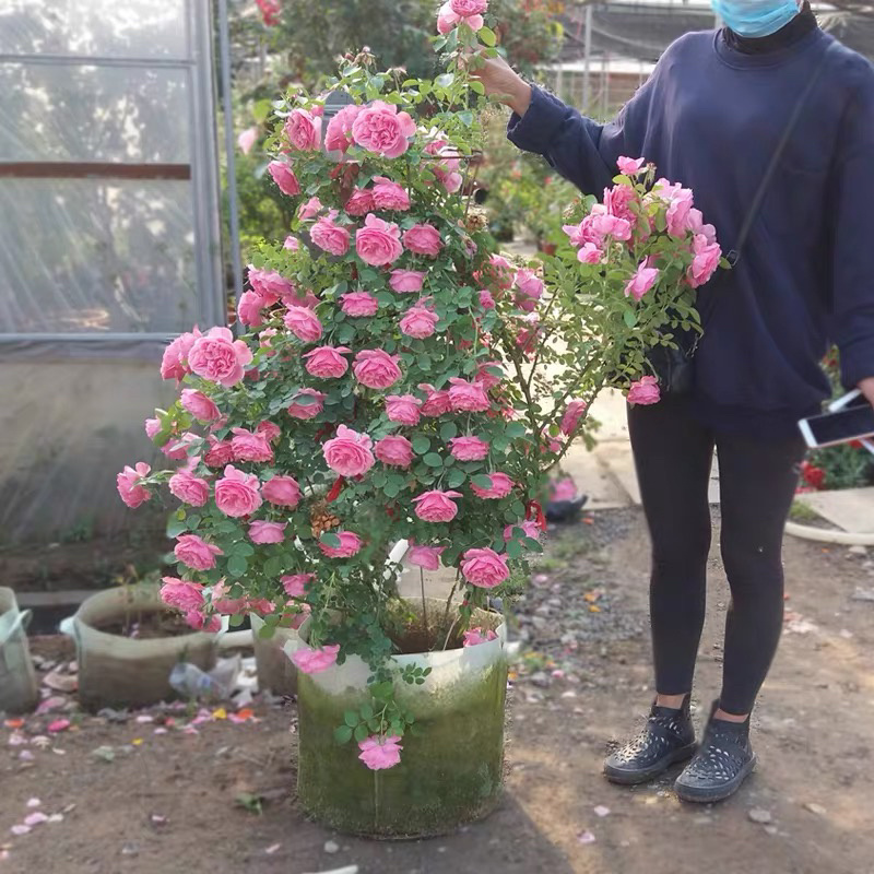 玫瑰月季爬藤蔷薇花苗欧月藤本月季花苗四季开花