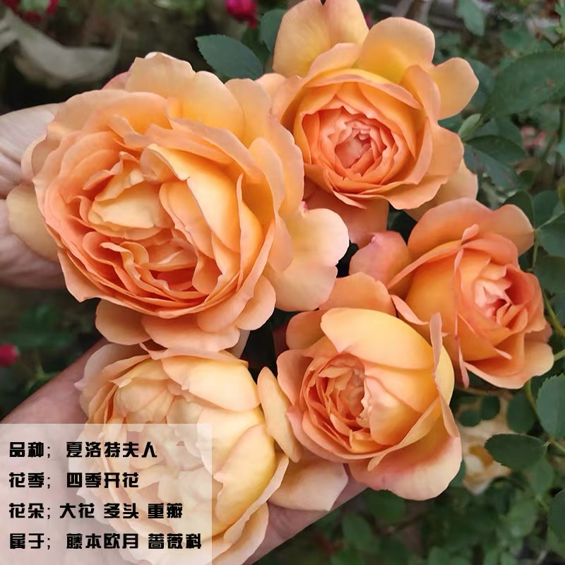 玫瑰月季爬藤蔷薇花苗欧月藤本月季花苗四季开花