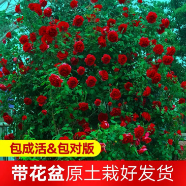 玫瑰月季爬藤蔷薇花苗欧月藤本月季花苗四季开花