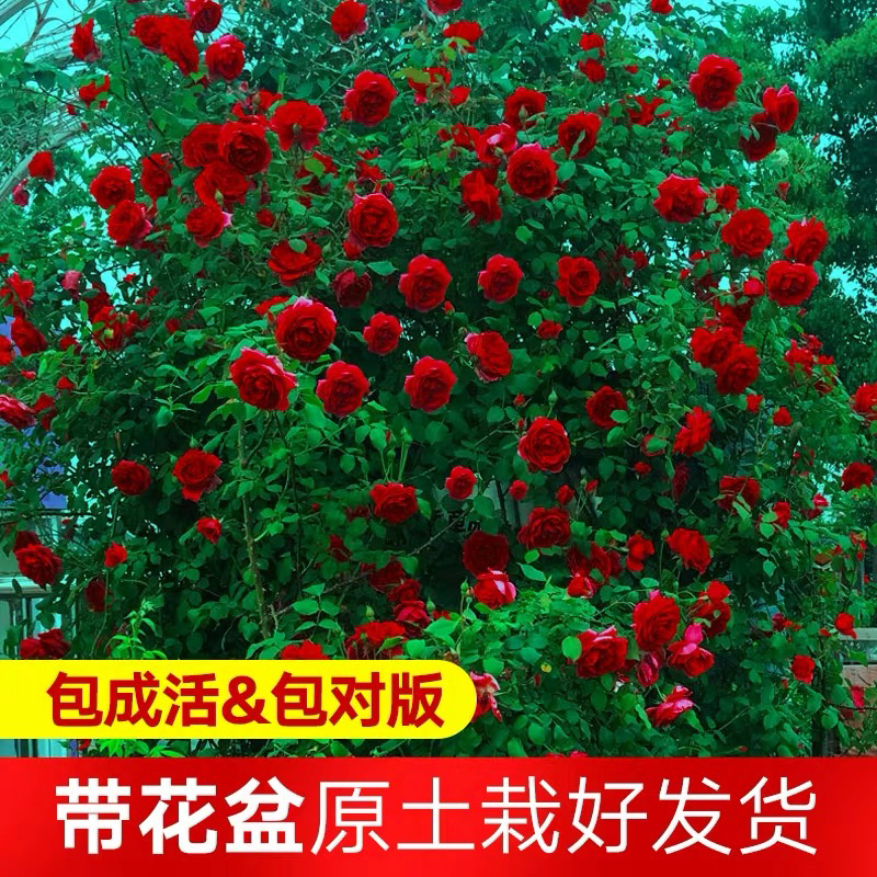 玫瑰月季爬藤蔷薇花苗欧月藤本月季花苗四季开花