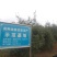 油茶苗(良种嫁接苗)，有一、二、三年的裸根苗、容器苗。