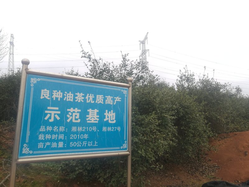 油茶苗(良种嫁接苗)，有一、二、三年的裸根苗、容器苗。