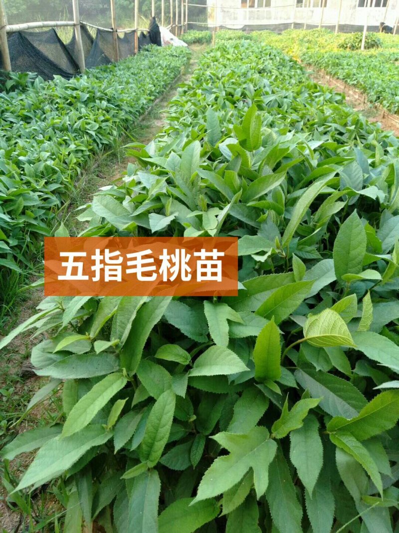 五指毛桃苗