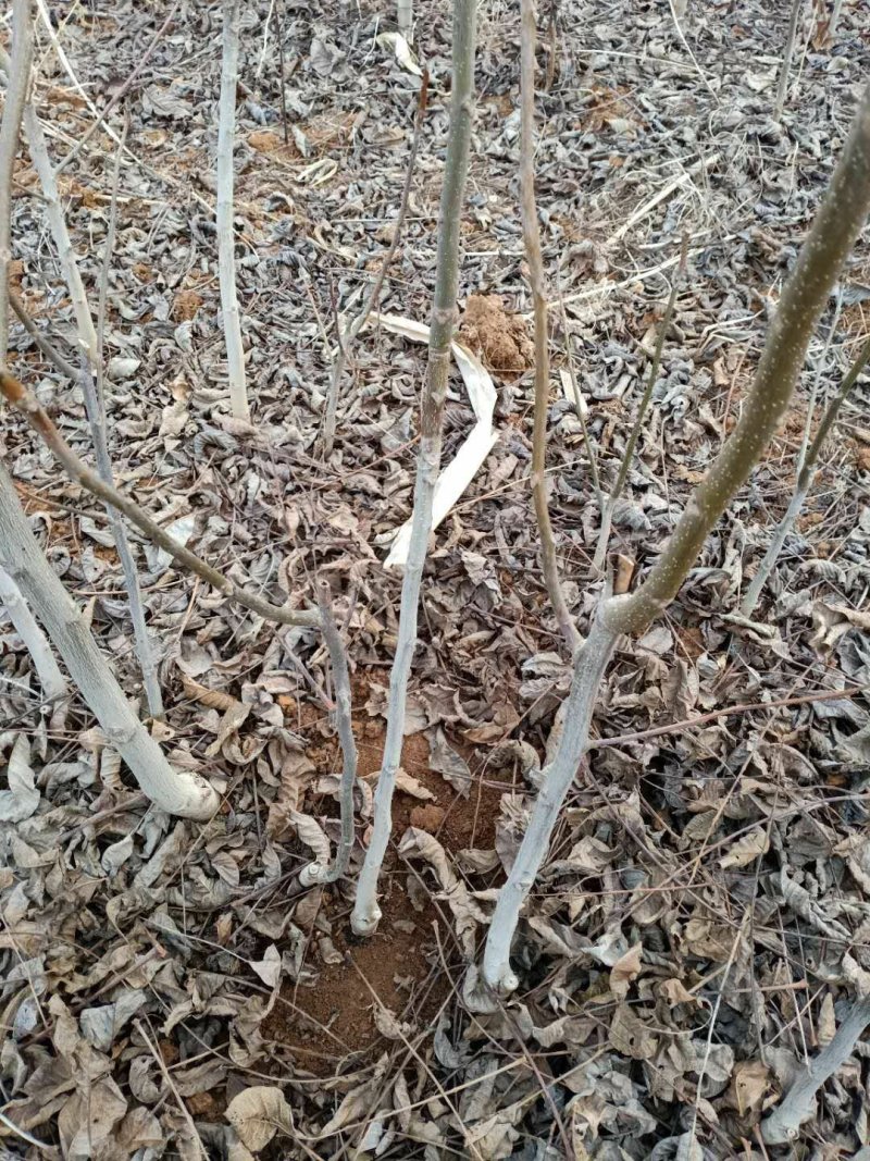 核桃苗1~2年100~150cm量大有需要的联系