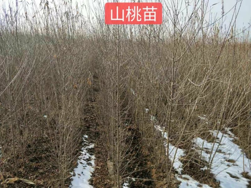 杏树苗80cm以上在家苗圃品种齐全自家育苗